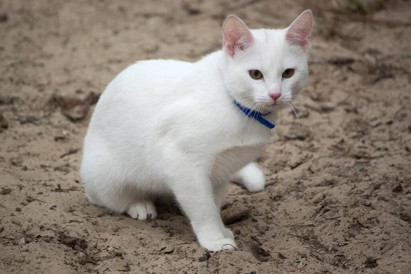 Красива Біла Кішка Прогулянки — стокове фото