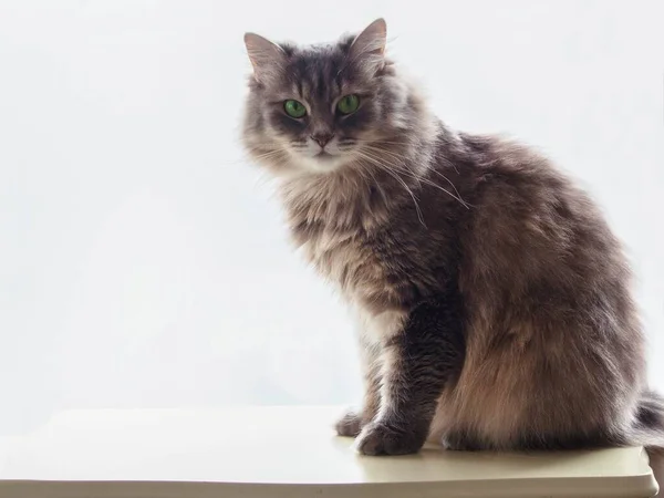 Portrait Beautiful Gray Kitty — Stock Photo, Image