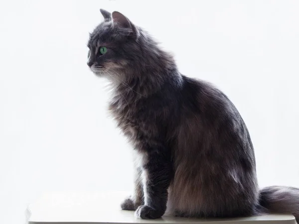 Retrato Hermoso Gatito Gris —  Fotos de Stock