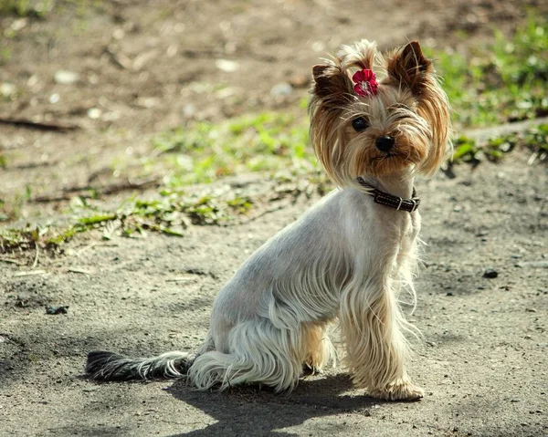 Terrier Yorkshire Siedzi Ziemi — Zdjęcie stockowe