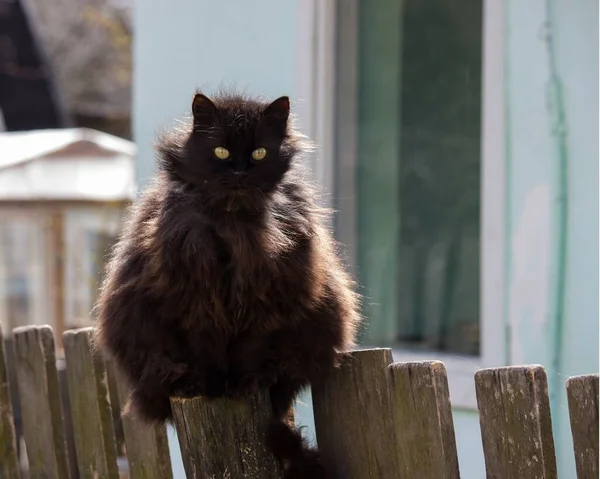 Portrait Black Cat Fence — Stock Photo, Image