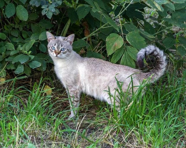 Красивая Кошка Голубыми Глазами Саду — стоковое фото