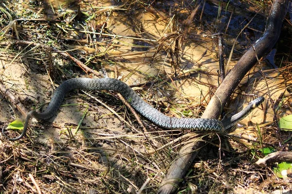 Ένα Φίδι Που Σέρνεται Έξω Από Ποτάμι Στην Αμμώδη Ακτή — Φωτογραφία Αρχείου