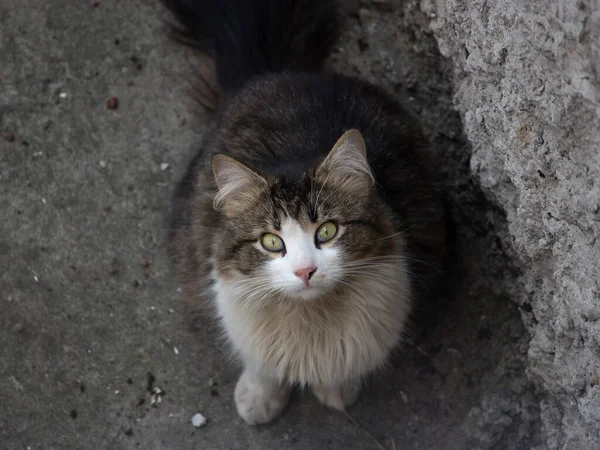 Benekli Kedi Manzarasının Portresi — Stok fotoğraf