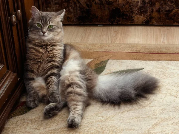 可爱的西伯利亚猫咪躺在地毯上放松 — 图库照片