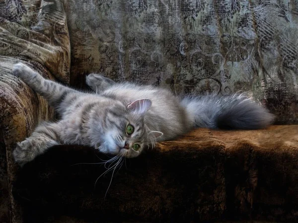 Adorable Gray Kitty Lying Playing Sofa — Stock Photo, Image