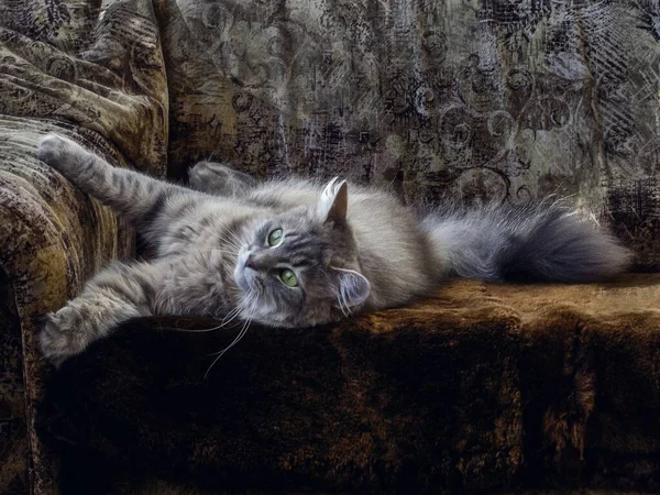 Adorable Gray Kitty Lying Playing Sofa — Stock Photo, Image