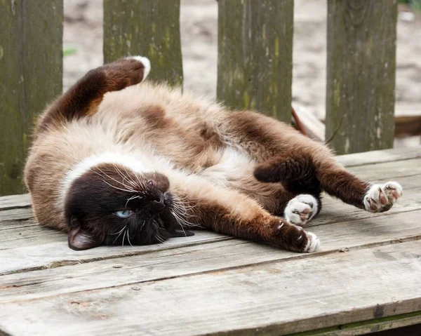 Tahta Bir Bankta Uyuyan Siyam Kedisi — Stok fotoğraf