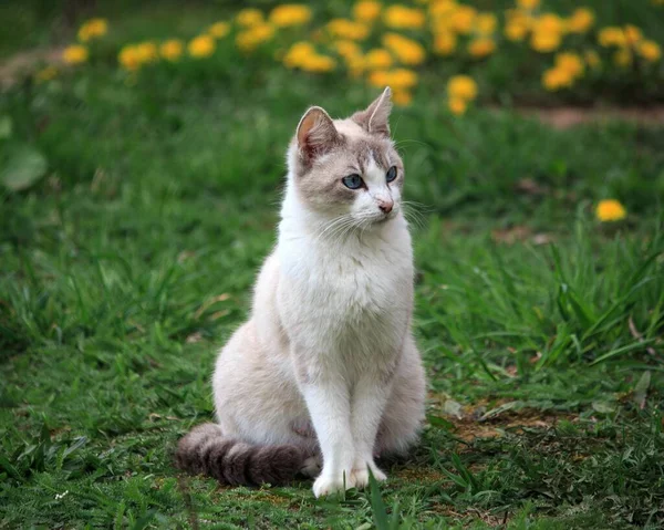 Syjamski Kot Niebieskimi Oczami Wiosenny Spacer — Zdjęcie stockowe
