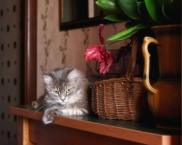 キッチンテーブルの上に愛らしいグレーの子猫 — ストック写真