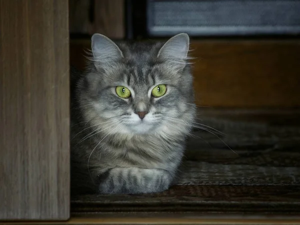 Pretty Gray Kitty Green Eyes Room Carpet — Stock Photo, Image