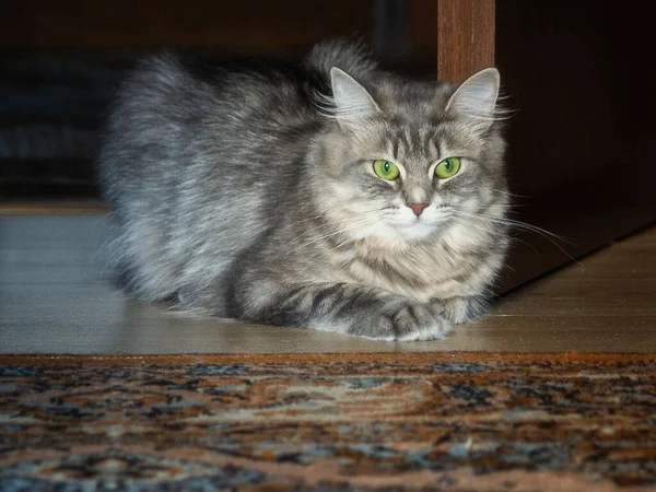 Gatinho Muito Cinza Com Olhos Verdes Quarto Tapete — Fotografia de Stock