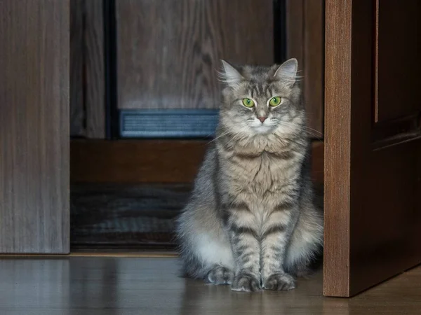 Retrato Gatinho Muito Cinza Quarto — Fotografia de Stock