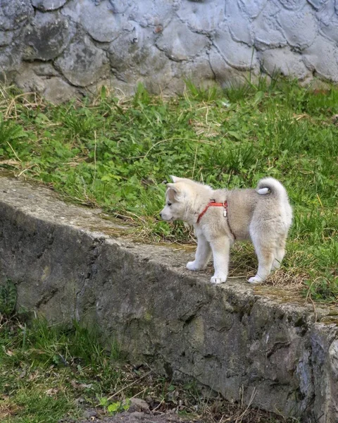 シベリアハスキー子犬の肖像画上の草 — ストック写真