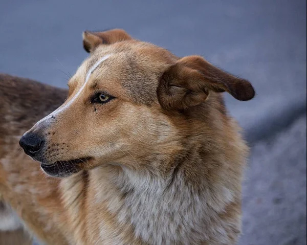 ホームレスの犬の肖像 — ストック写真