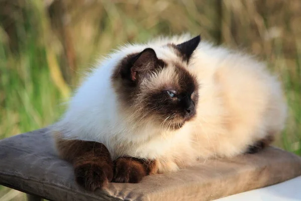 Siamesisk Katt Sittande Träbänk — Stockfoto