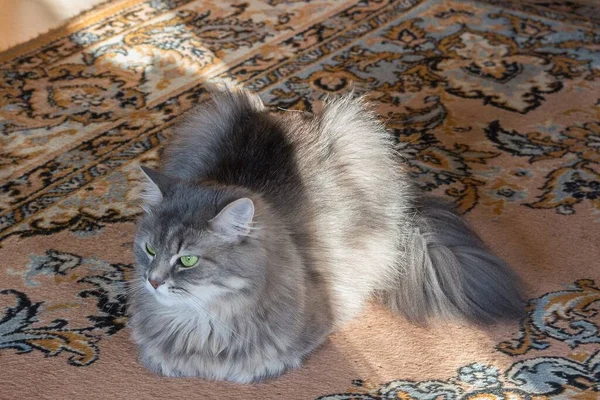 Ładny Szary Kotek Zielonymi Oczami Pokoju Dywanie — Zdjęcie stockowe