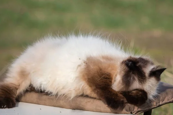 Siamese Cat Sitting Wooden Bench — Stock Photo, Image