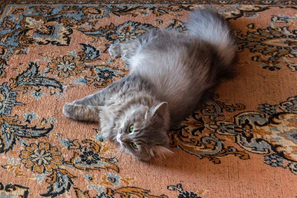 Ziemlich Graue Miezekatze Mit Grünen Augen Zimmer Auf Dem Teppich — Stockfoto