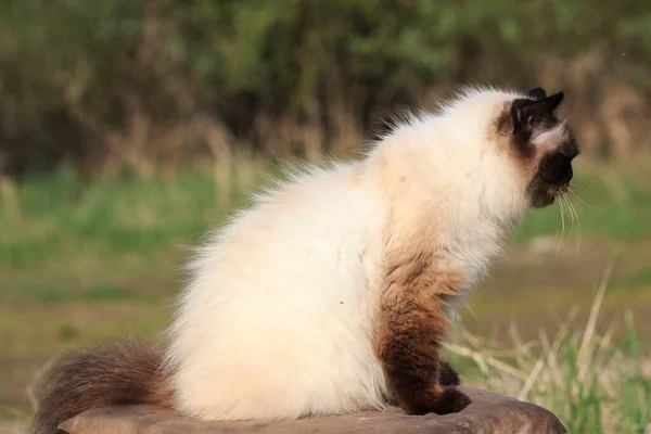 Сиамская Кошка Сидит Деревянной Скамейке — стоковое фото