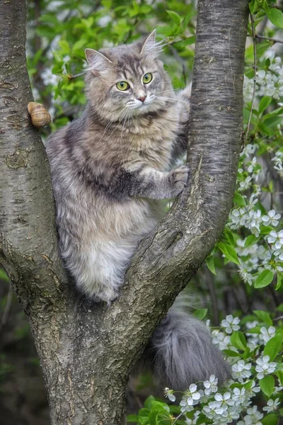 Кот Цветущей Вишне — стоковое фото