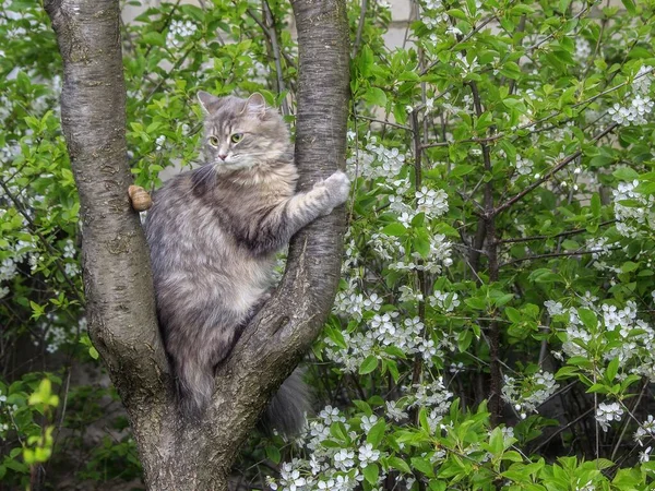 Кот Цветущей Вишне — стоковое фото
