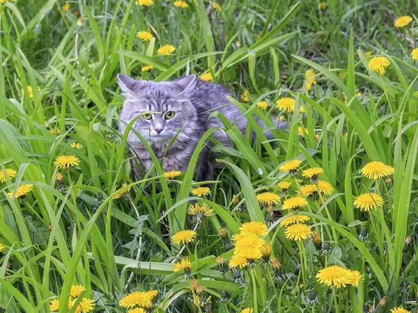 春天散步时胖胖的可爱猫的画像 — 图库照片