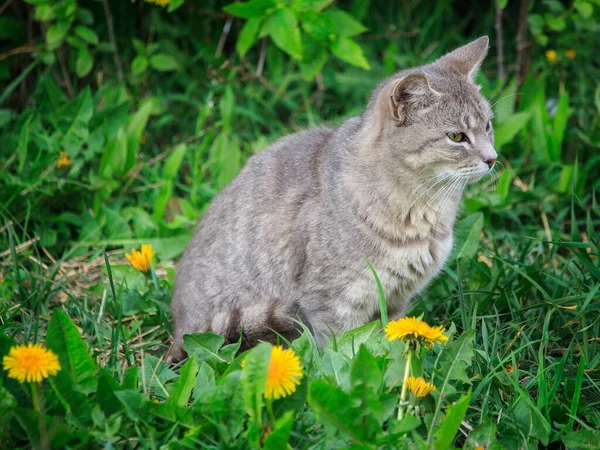 Retrato Gato Adorável Tabby Passeio Primavera — Fotografia de Stock