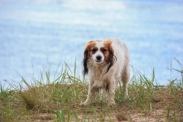 Χαριτωμένο Σκυλί Spaniel Φυλή Στην Όχθη Του Ποταμού — Φωτογραφία Αρχείου