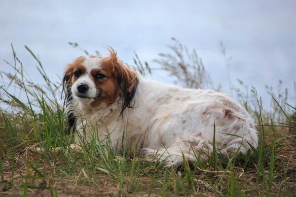 Cute Pies Spaniel Rasy Brzegu Rzeki — Zdjęcie stockowe