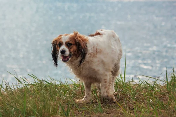 Χαριτωμένο Σκυλί Spaniel Φυλή Στην Όχθη Του Ποταμού — Φωτογραφία Αρχείου