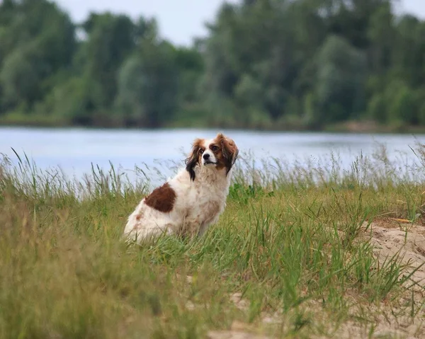 Χαριτωμένο Σκυλί Spaniel Φυλή Στην Όχθη Του Ποταμού — Φωτογραφία Αρχείου