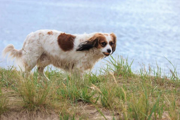 Cane Carino Razza Spaniel Sulla Riva Del Fiume — Foto Stock