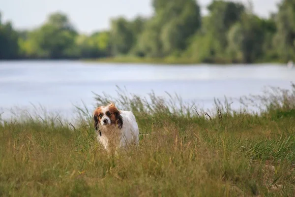 Χαριτωμένο Σκυλί Spaniel Φυλή Στην Όχθη Του Ποταμού — Φωτογραφία Αρχείου