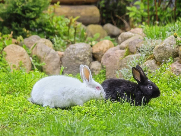 Schwarze Und Weiße Kaninchen Auf Dem Gras — Stockfoto