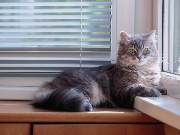 Portret Van Een Grijze Pluizige Kat Het Balkon — Stockfoto