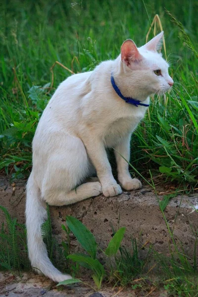Piękny Biały Kot Spacer — Zdjęcie stockowe
