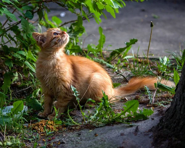 草の上に小さな生姜子猫 — ストック写真