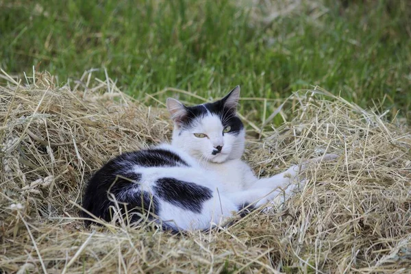 Білий Чорний Кіт Траві — стокове фото