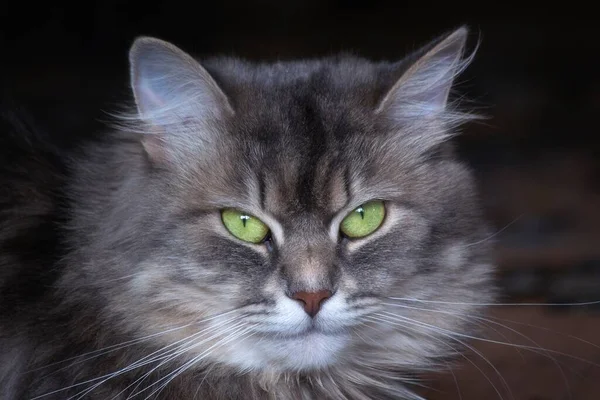 美しい灰色の子猫の肖像 — ストック写真