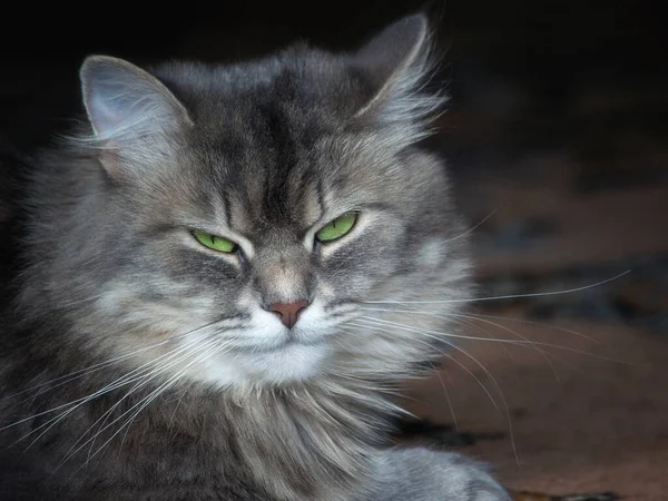 Portrait Beau Chaton Gris Gros Plan — Photo