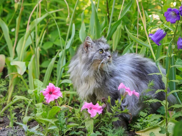 Retrato Gato Velho Persa Canteiro Flores Jardim — Fotografia de Stock