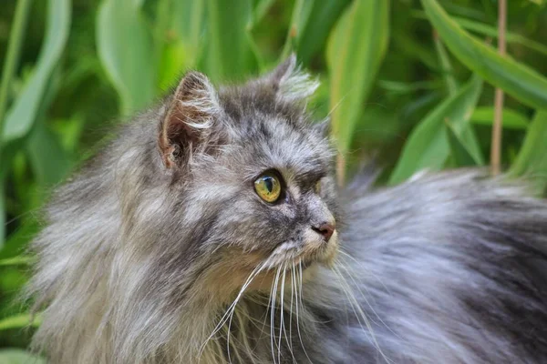 Retrato Gato Velho Persa Canteiro Flores Jardim — Fotografia de Stock