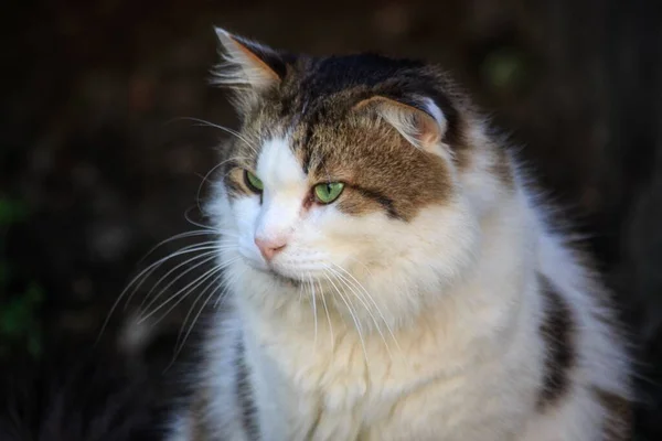 Portré Imádnivaló Tabby Macska Közelkép — Stock Fotó