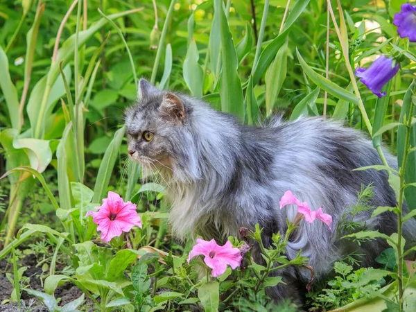 Retrato Gato Velho Persa Canteiro Flores Jardim — Fotografia de Stock