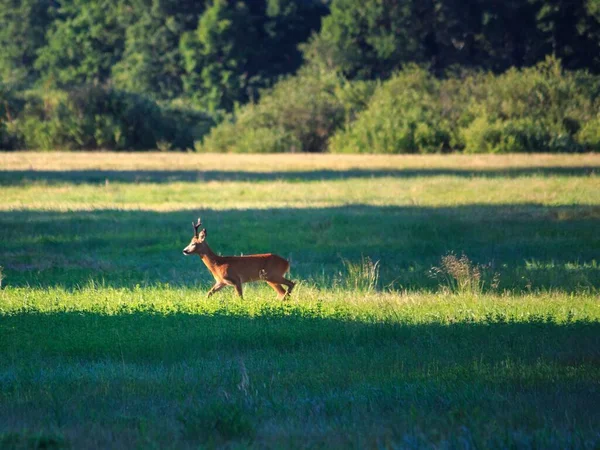 Wild Goat Running Summer Meadow — Stock Photo, Image