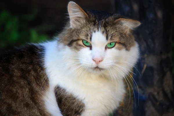 Πορτρέτο Του Αξιολάτρευτο Tabby Γάτα Closeup — Φωτογραφία Αρχείου