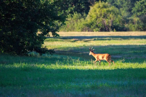 Wild Goat Running Summer Meadow — Stock Photo, Image