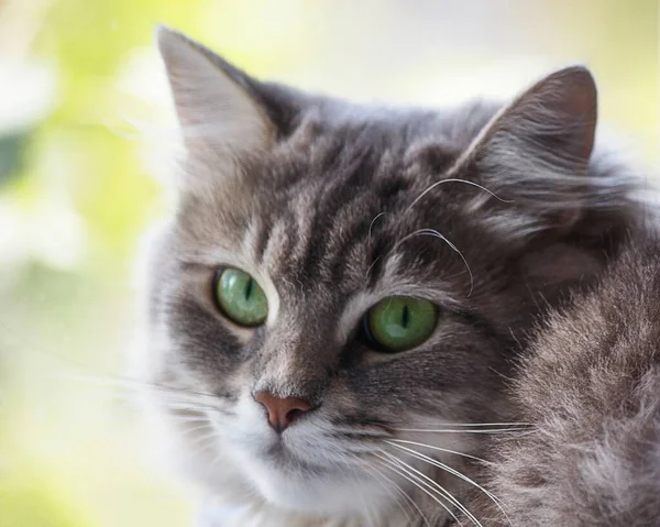 Portret Pięknej Szarej Kotki Bliska — Zdjęcie stockowe