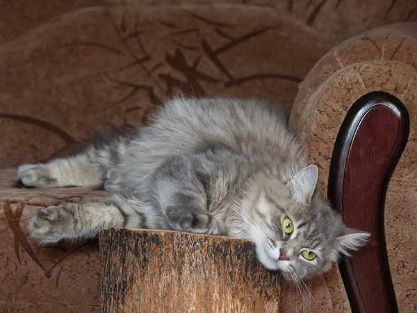 沙发上美丽的灰色猫咪的画像 — 图库照片
